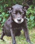 image of animal