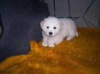 image of kuvasz
