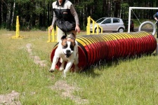 image of saint_bernard