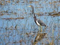 image of heron