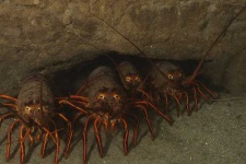 image of spiny_lobster