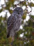 image of great_grey_owl