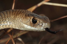 image of snake #1