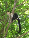 image of capuchin