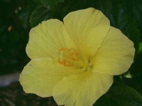 image of flower