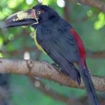 image of bird