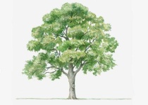 image of tree