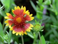 image of flower