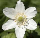 image of flower