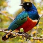 image of bird