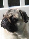 image of pug