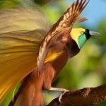 image of bird