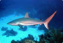 image of shark #9