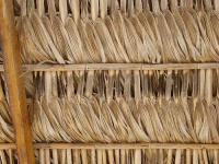 image of thatch