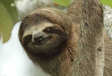 image of sloth