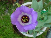image of flower