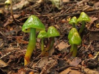 image of mushrooms