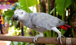 image of parrot #24