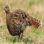 image of bird