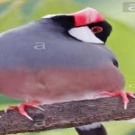 image of bird