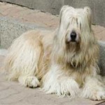 image of animal