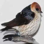 image of bird