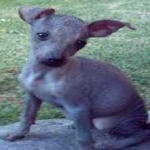 image of animal