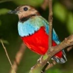 image of red_bellied_pitta #9