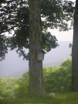 image of birdhouse