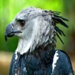 image of bird
