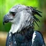 image of harpy_eagle #33