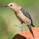 image of bird