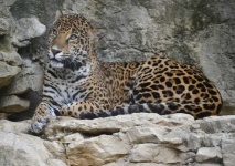 image of animal