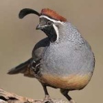 image of bird