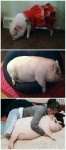 image of pig