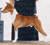 image of basenji