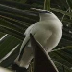 image of bali_starling #3