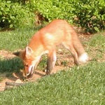 image of red_fox
