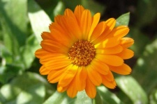 image of flower
