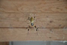 image of barn_spider