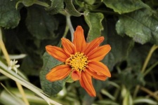 image of flower