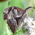 image of animal