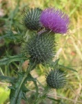 image of flower