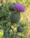 image of spear_thistle #19