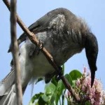 image of bird