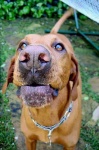 image of rhodesian_ridgeback