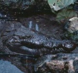 image of animal