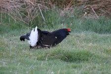 image of black_grouse