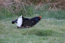 image of black_grouse #13