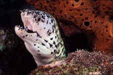 image of eel